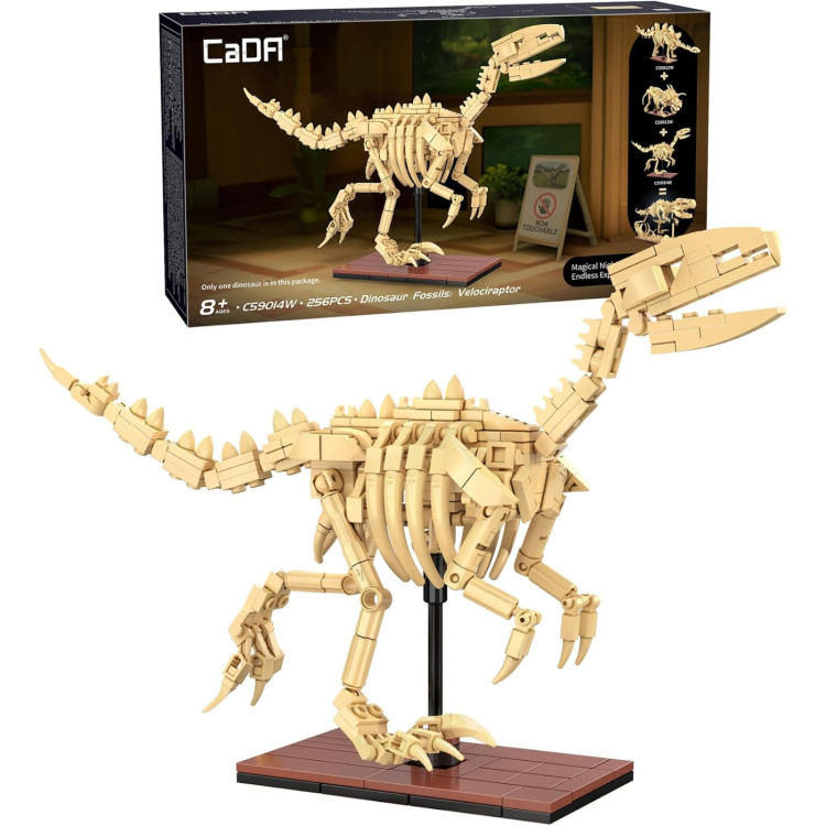 CaDA Dinosuar Fossils: Velociraptor
